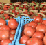 Фермерам Краснодарского края помогут реализовать сельхозпродукцию - Каневская телестудия